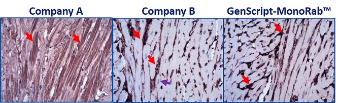 MonoRab™ Beta Actin Antibody, MAb, Rabbit